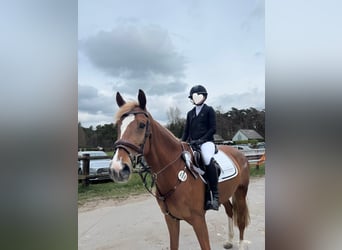 KWPN, Stute, 7 Jahre, 163 cm, Fuchs