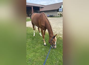 KWPN, Stute, 7 Jahre, 163 cm, Fuchs