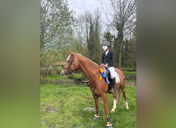 KWPN, Stute, 7 Jahre, 163 cm, Fuchs