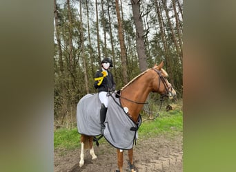 KWPN, Stute, 7 Jahre, 163 cm, Fuchs