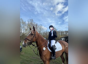 KWPN, Stute, 7 Jahre, 163 cm, Fuchs