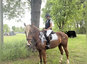 KWPN, Stute, 7 Jahre, 163 cm, Fuchs