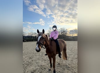 KWPN, Stute, 7 Jahre, 163 cm, Fuchs