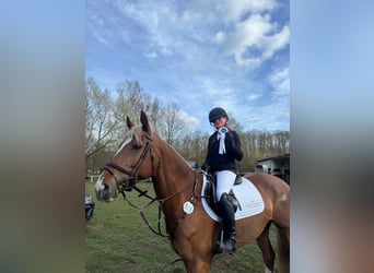 KWPN, Stute, 7 Jahre, 163 cm, Fuchs