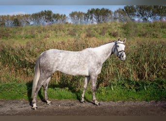 KWPN, Stute, 7 Jahre, 163 cm, Schimmel