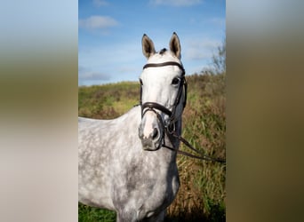 KWPN, Stute, 7 Jahre, 163 cm, Schimmel