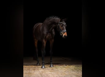 KWPN, Stute, 7 Jahre, 163 cm, Schwarzbrauner