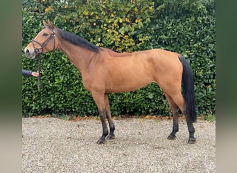 KWPN, Stute, 7 Jahre, 164 cm, Brauner