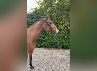 KWPN, Stute, 7 Jahre, 164 cm, Brauner