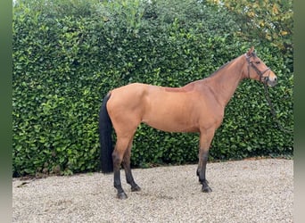 KWPN, Stute, 7 Jahre, 164 cm, Brauner