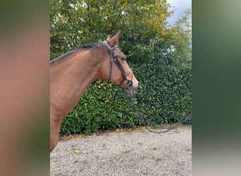 KWPN, Stute, 7 Jahre, 164 cm, Brauner