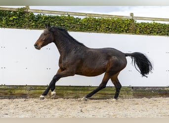 KWPN, Stute, 7 Jahre, 164 cm, Brauner