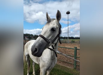 KWPN, Stute, 7 Jahre, 164 cm, Schimmel