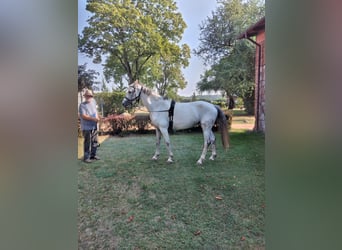 KWPN, Stute, 7 Jahre, 164 cm, Schimmel