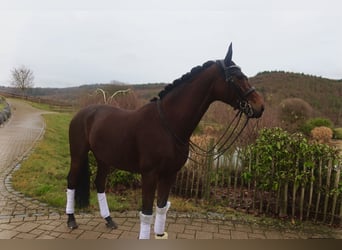 KWPN, Stute, 7 Jahre, 165 cm, Brauner