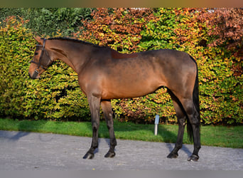 KWPN, Stute, 7 Jahre, 165 cm, Dunkelbrauner