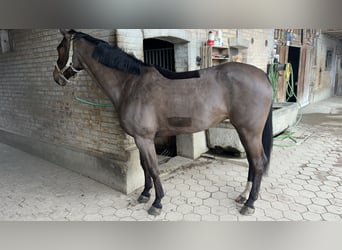 KWPN, Stute, 7 Jahre, 165 cm, Dunkelbrauner