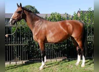 KWPN, Stute, 7 Jahre, 165 cm