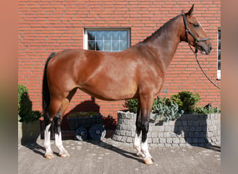 KWPN, Stute, 7 Jahre, 165 cm
