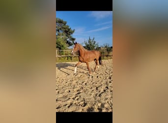 KWPN, Stute, 7 Jahre, 165 cm, Fuchs