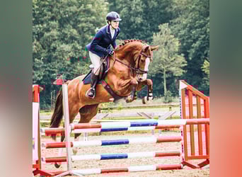 KWPN, Stute, 7 Jahre, 165 cm, Fuchs