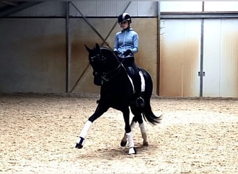 KWPN, Stute, 7 Jahre, 165 cm, Rappe