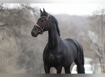 KWPN, Stute, 7 Jahre, 165 cm, Rappe