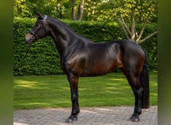 KWPN, Stute, 7 Jahre, 165 cm, Schwarzbrauner