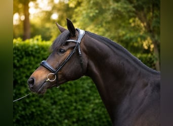KWPN, Stute, 7 Jahre, 165 cm, Schwarzbrauner
