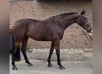 KWPN, Stute, 7 Jahre, 166 cm, Brauner