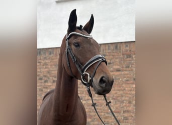 KWPN, Stute, 7 Jahre, 166 cm, Brauner