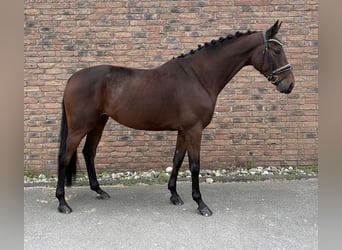 KWPN, Stute, 7 Jahre, 166 cm, Brauner