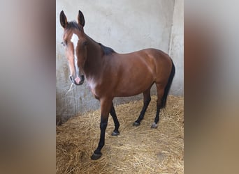 KWPN, Stute, 7 Jahre, 166 cm, Brauner