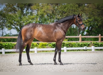 KWPN, Stute, 7 Jahre, 166 cm, Dunkelbrauner
