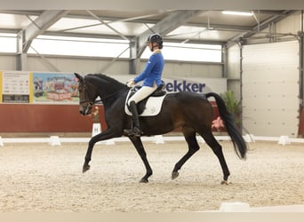 KWPN, Stute, 7 Jahre, 166 cm, Dunkelbrauner
