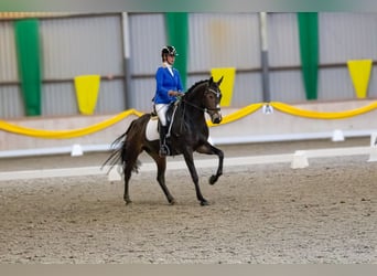 KWPN, Stute, 7 Jahre, 166 cm, Dunkelbrauner