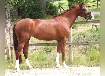 KWPN, Stute, 7 Jahre, 166 cm, Fuchs