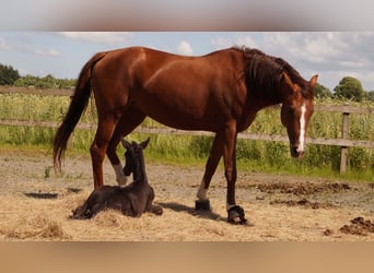 KWPN, Stute, 7 Jahre, 166 cm, Fuchs