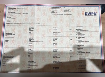 KWPN, Stute, 7 Jahre, 166 cm, Fuchs