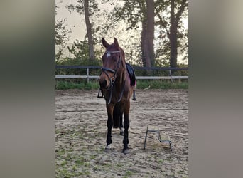 KWPN, Stute, 7 Jahre, 167 cm, Brauner