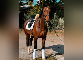 KWPN, Stute, 7 Jahre, 167 cm, Brauner