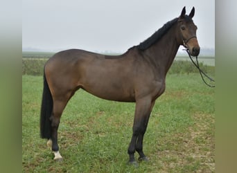 KWPN, Stute, 7 Jahre, 167 cm, Brauner