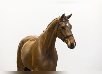 KWPN, Stute, 7 Jahre, 167 cm, Brauner