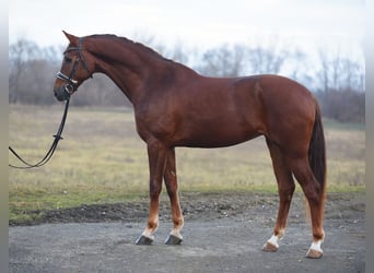 KWPN, Stute, 7 Jahre, 167 cm, Fuchs