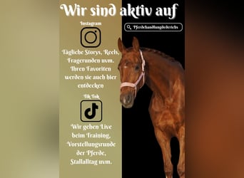 KWPN, Stute, 7 Jahre, 167 cm, Fuchs