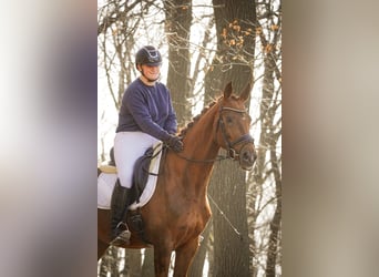 KWPN, Stute, 7 Jahre, 167 cm, Fuchs