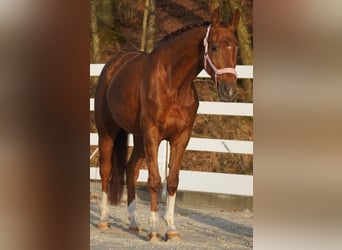 KWPN, Stute, 7 Jahre, 167 cm, Fuchs