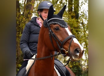 KWPN, Stute, 7 Jahre, 167 cm, Fuchs