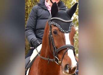 KWPN, Stute, 7 Jahre, 167 cm, Fuchs