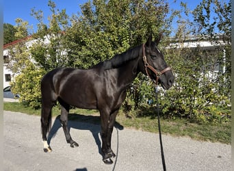 KWPN, Stute, 7 Jahre, 167 cm, Rappe